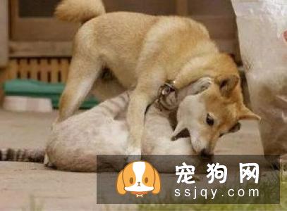 狗狗“大姨妈”了，该怎么办？