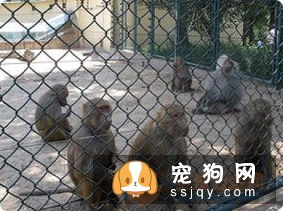 曼彻斯特梗好养吗?曼彻斯特梗图片|价格|训练