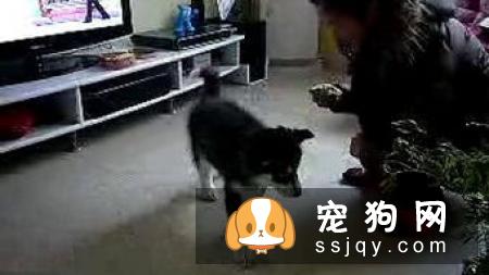 【狗大小便训练】怎么训练牛头梗大小便？