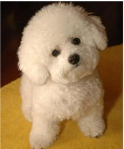 葡萄牙水犬多少钱?葡萄牙水犬能长多大|智商