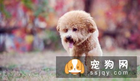 贵宾犬好养吗?贵宾犬饲养方法_贵宾犬怎样训练