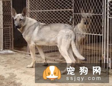 凯利蓝梗形态特征_凯利蓝梗图片_凯利蓝梗饲养_多少钱一只