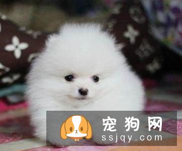 博美犬怎么养？博美犬价格_图片大全