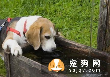 主人们还在头疼狗狗乱撒尿吗？