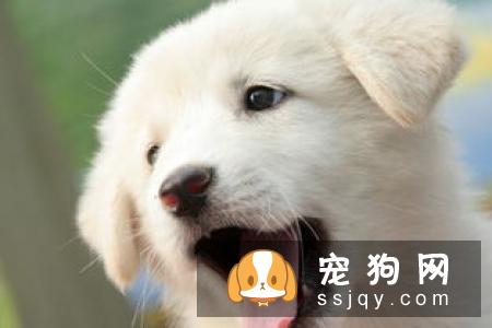 狗狗换牙需要注意的问题