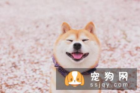 柴犬吃什么肉好 可以吃的肉类有很多