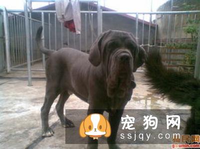 纽波利顿獒犬好养吗?纽波利顿獒犬的生活习性