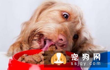 宠物的健康从健康饮食开始
