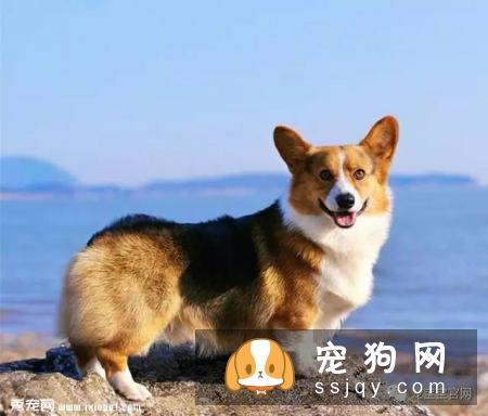 连养狗老手都未必清楚的五个常识问题