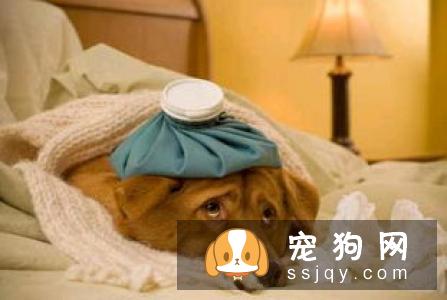 【狗狗咳嗽的原因】斗牛犬咳嗽怎么办？