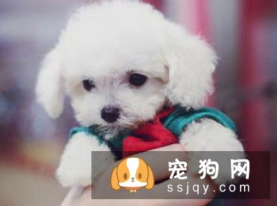 狗狗患上尿路感染怎么办？
