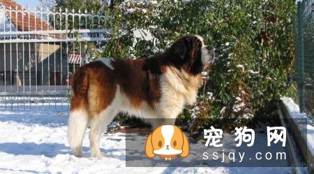 【圣伯纳犬】圣伯纳犬的外形特征和饲养方法