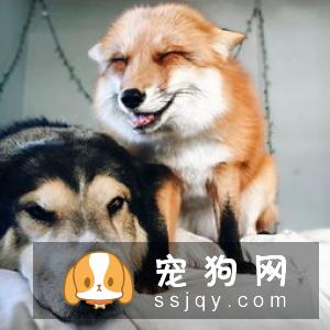 遛狗的时候一定要注意这些！你会误导狗狗的！