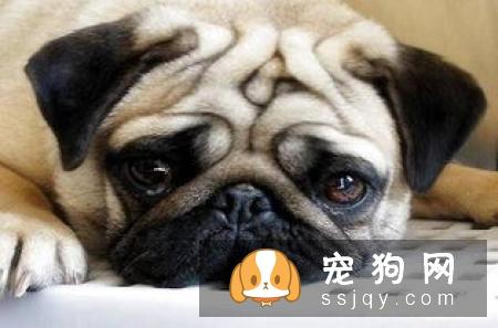 【狗粮品牌大全】八哥犬吃什么狗粮好？