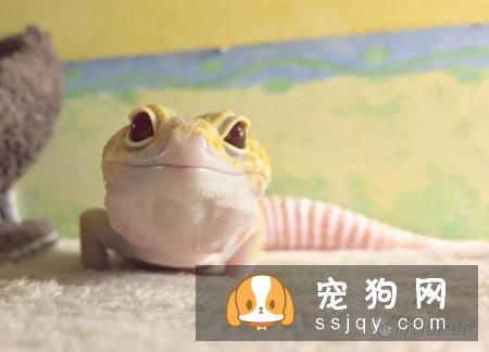 柴犬叫声是什么声音 了解下它们声音表达的意思