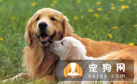 怎么检查狗狗是否肥胖？