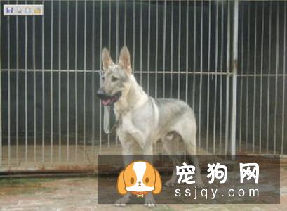 【细犬】细犬多少钱,好养吗?细犬图片|价格|训练
