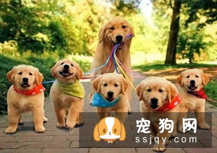 金毛幼犬怎么喂养 喂养金毛幼犬需要注意哪些
