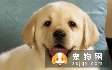 造成狗狗腹泻的4大元凶，请听我细细道来！