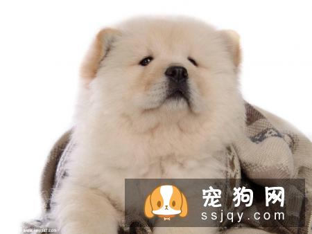 怎么能挑选出一只健康的松狮幼犬呢？