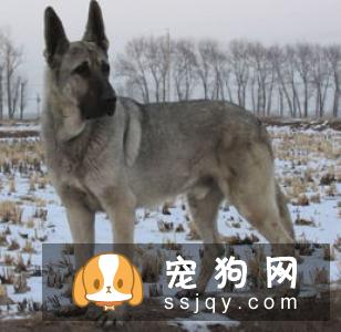比利时玛利诺犬好养吗?比利时玛利诺犬图片|价格|训练