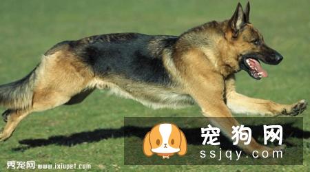 德国牧羊犬多少钱一只，好养吗_德牧图片|价格|训练