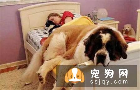 狗狗爱‘叫’背后的原因