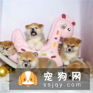 【秋田犬】秋田犬多少钱_好养吗?秋田犬图片_价格_训练