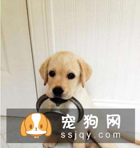 狗狗总是不听话怎么训练它？