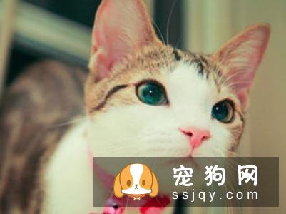 拉布拉多有哪些工作类型?拉布拉多易患的几种疾病及饲养方式