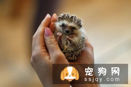 细解宠物的喂养知识！