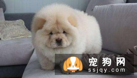 松狮幼犬购买时要注意的陷阱和骗局