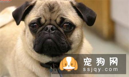 【狗粮品牌大全】八哥犬吃什么狗粮好？
