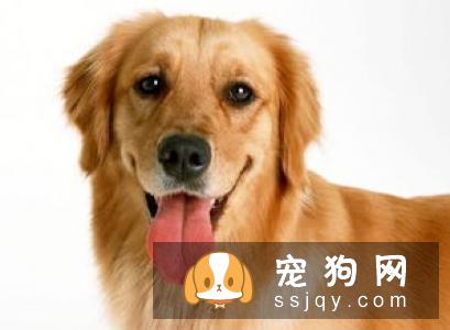 【狗狗体味大怎么办】沙皮狗发臭正常吗？