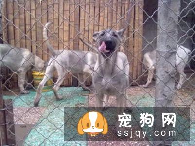【苏联红犬】苏联红犬好养吗?苏联红犬图片|价格|训练