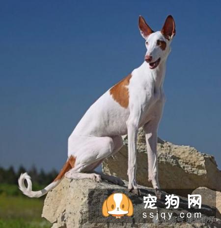 法老王猎犬-已存在至少5000年古老犬种
