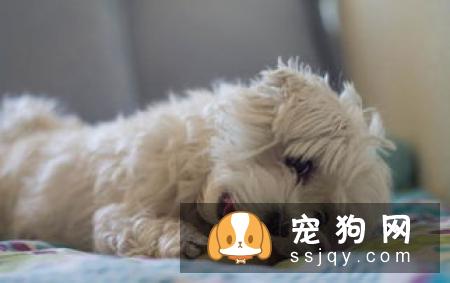怀孕期的狗狗一定要注意这些饮食，否则后果不堪设想！