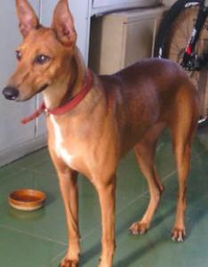 蝴蝶犬多少钱_好养吗?蝴蝶犬训练方法_训练