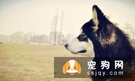 幼犬饮食要注意的事情