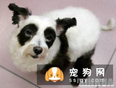 比熊幼犬从出生到2个月的生长全过程