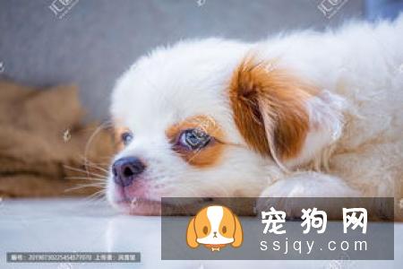 查理士王小猎犬多少钱，好养吗?查理士王小猎犬图片|外形特征