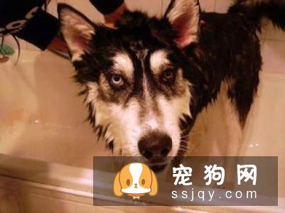 狗狗洗澡学问，铲屎官都应该知道！