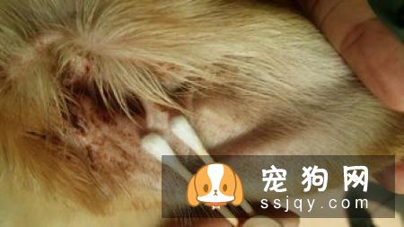 狗狗脑袋为什么很臭？