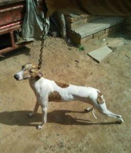 惠比特犬智商高吗?惠比特犬图片|价格|训练