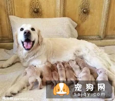 养狗须知|狗狗“例假”什么时候来、多长时间来一次