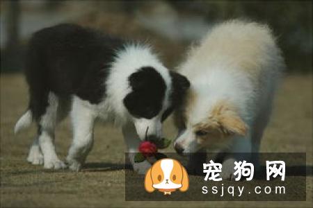【狗狗补钙知识】怎么给罗威纳幼犬补钙？