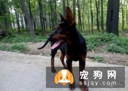 狼犬的外形特征介绍_狼犬种类及智商