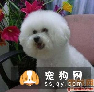 比熊幼犬从出生到2个月的生长全过程