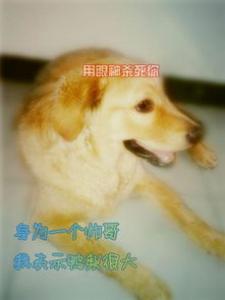 金毛可以吃馒头吗 金毛吃什么好