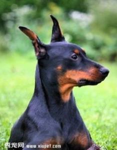 蝴蝶犬多少钱_好养吗?蝴蝶犬训练方法_训练